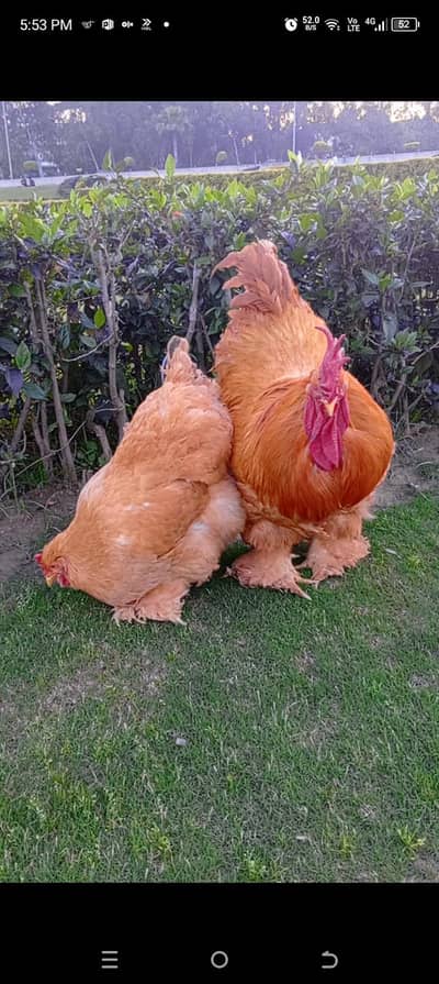 all fancy hens chicks and eggs available