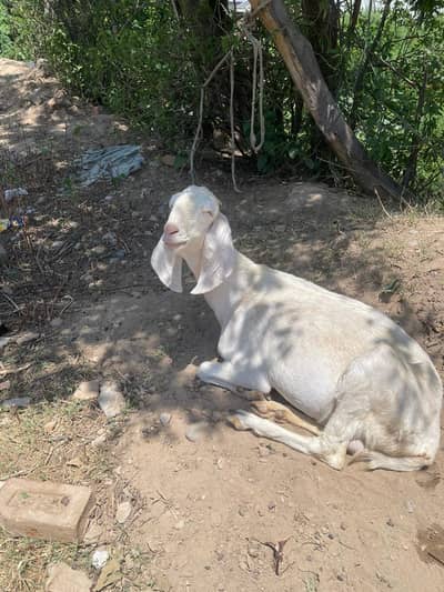 Rajanpuri goat