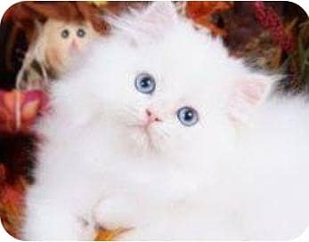 Fluffy white and foan persian kittens