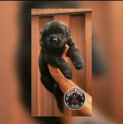 Pedigree German shepherd quality puppies.