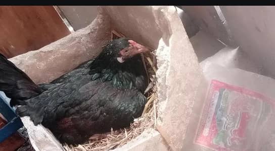 aseel mianyawali Brody hen