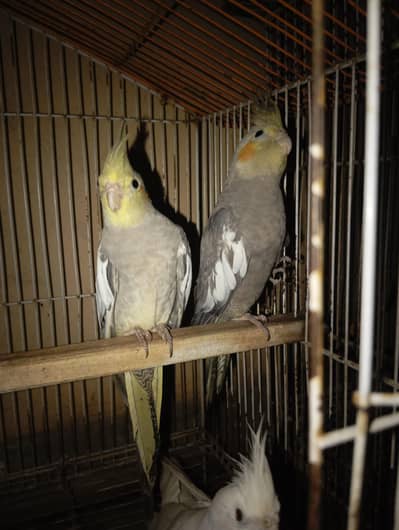 Cockatiels Parrots For Sale. . .