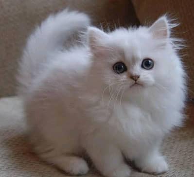 Persian cat kids for sale