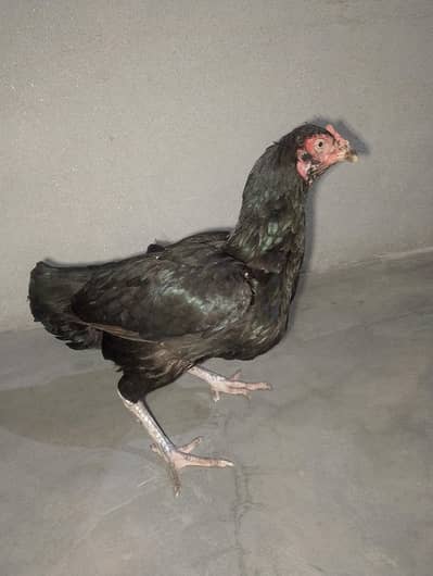 Mianwali Aseel Madi