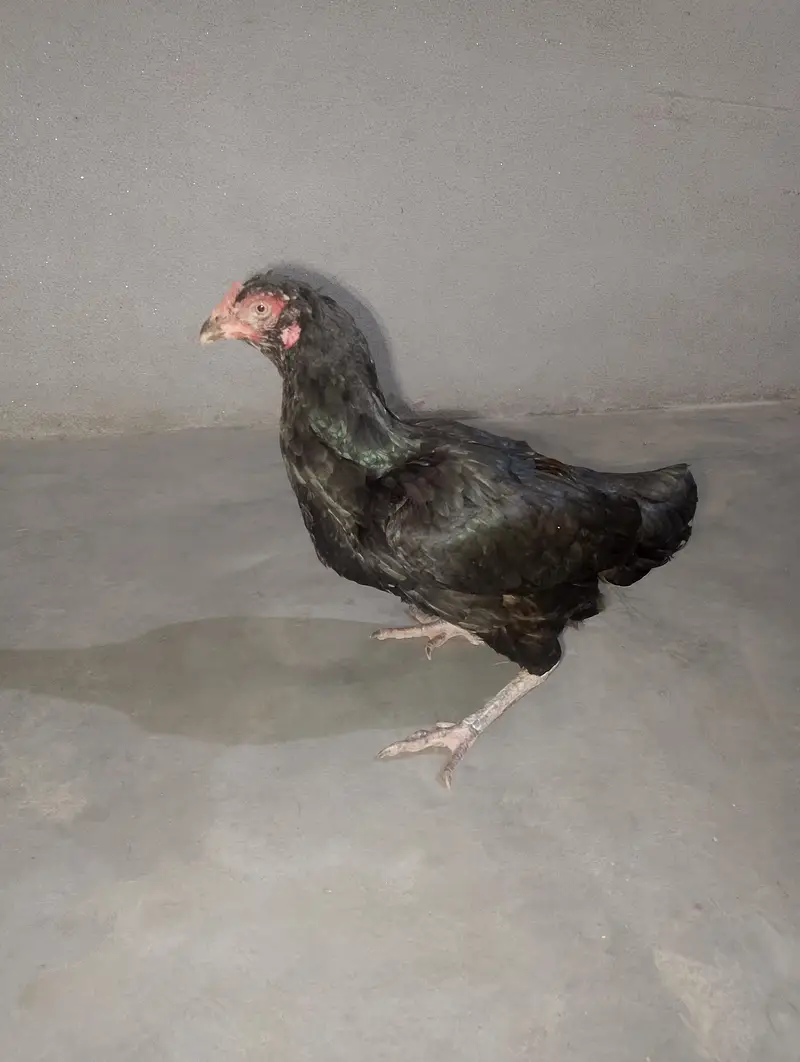 Mianwali Aseel Madi — photo 2