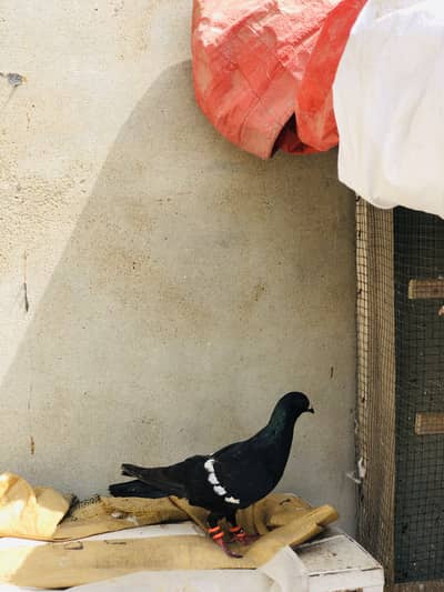 Gola Pegeon Desi gandydar
