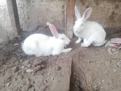 rabbits pair red eyes