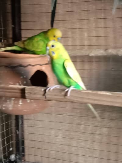 spengal breeder pair