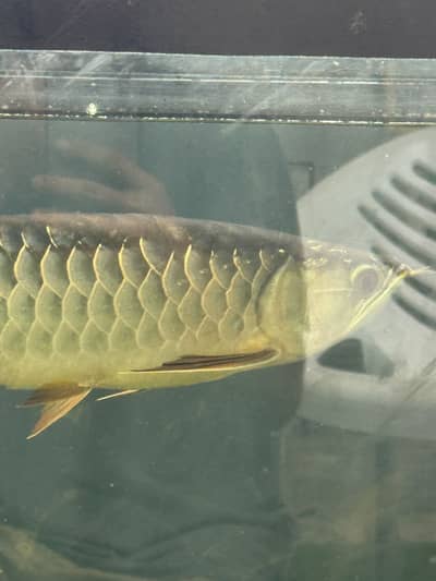 Albino Aligator gar 1ft plus and 24k gold arrowana 17-18inch