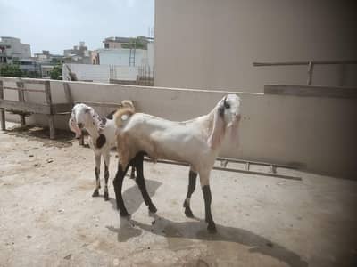 Punjab Breed Jori