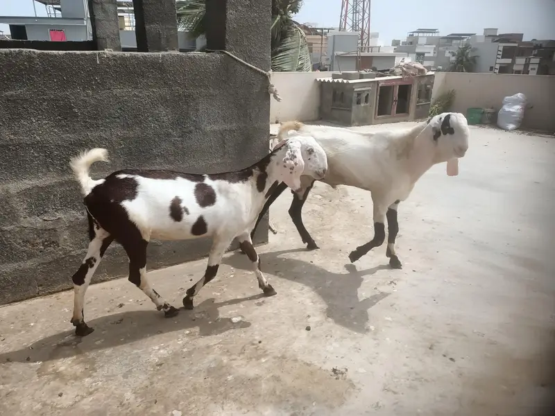 Punjab Breed Jori — photo 2