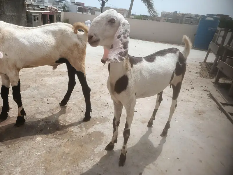 Punjab Breed Jori — photo 3