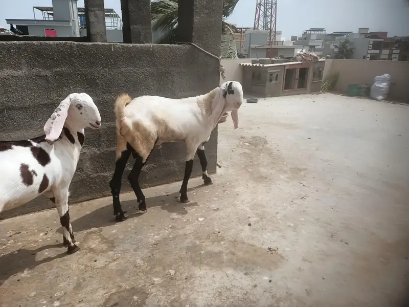 Punjab Breed Jori — photo 4