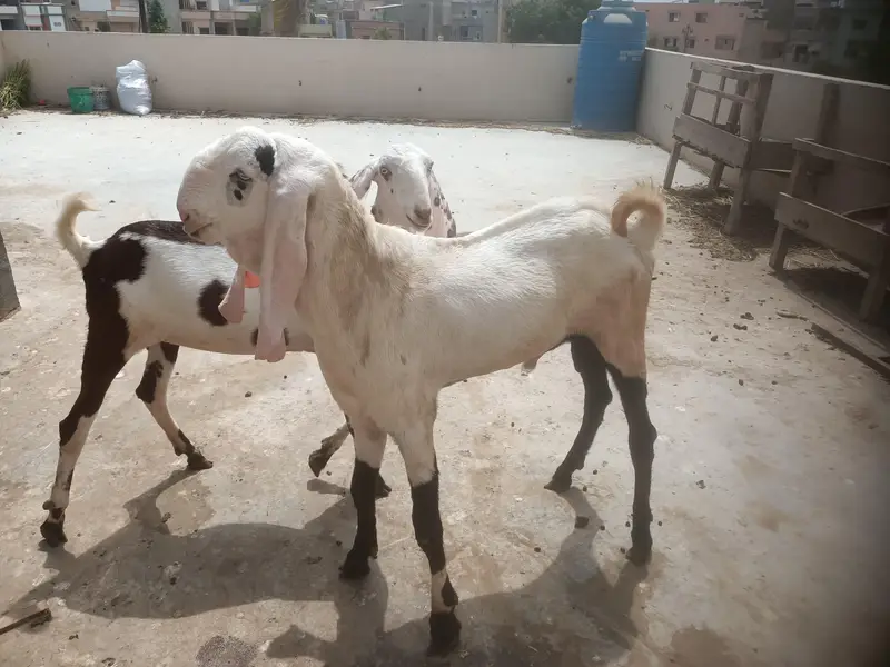 Punjab Breed Jori — photo 5