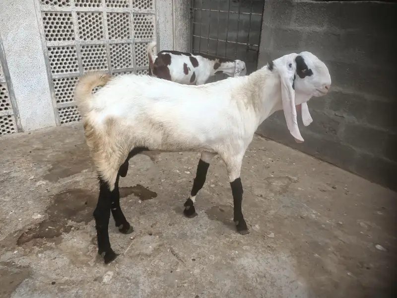 Punjab Breed Jori — photo 6