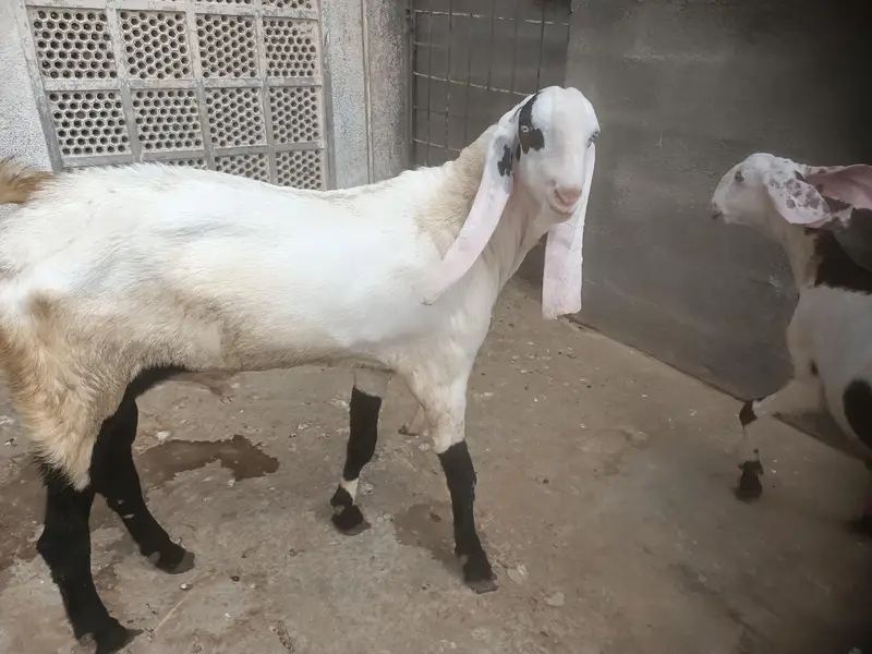 Punjab Breed Jori — photo 7