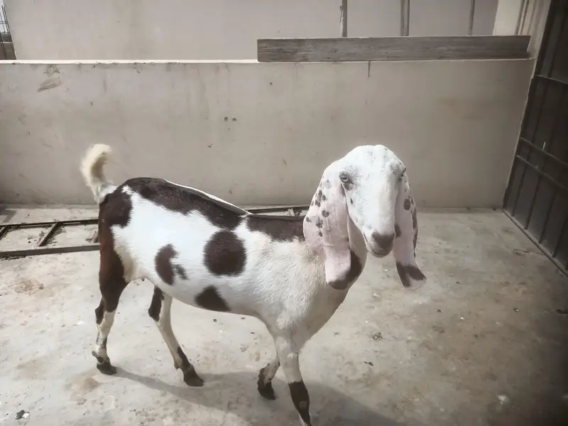Punjab Breed Jori — photo 8