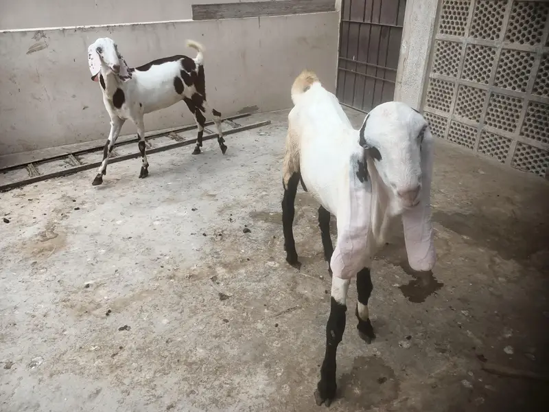 Punjab Breed Jori — photo 9