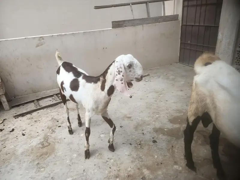 Punjab Breed Jori — photo 10