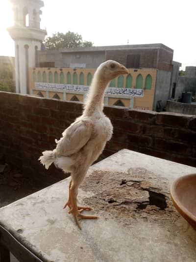 king o shamo chicks available