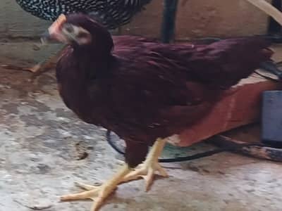 RIR Heritage Chicks available for sale