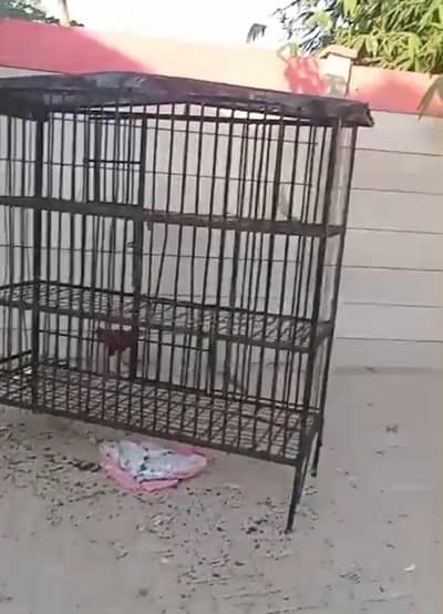10/10 condition heavy iron cage