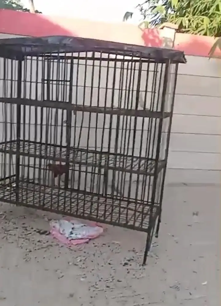 10/10 condition heavy iron cage