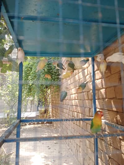 lobe birds. 03111897539