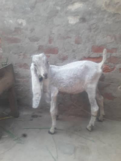 Desi Healthy and Active bakra WhatsApp 03472562038