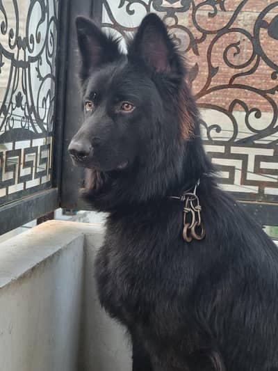 Black German shepherd