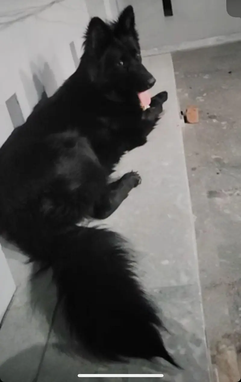 Black German shepherd — photo 2