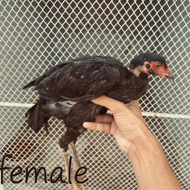 Heera aseel aur jawa aseel chicks — photo 9