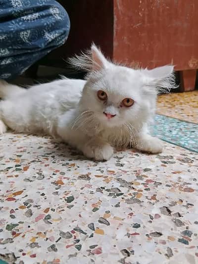 2 month male cate