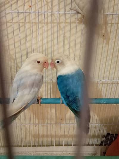unique colors lovebird pair