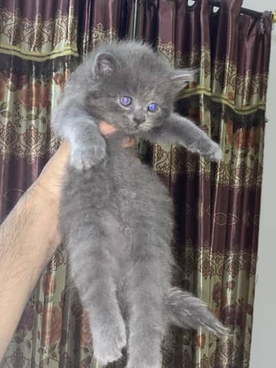4 Persian kittens available triple coated healthy and active