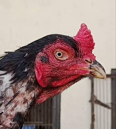 pure aseel lassani Murgha for sale