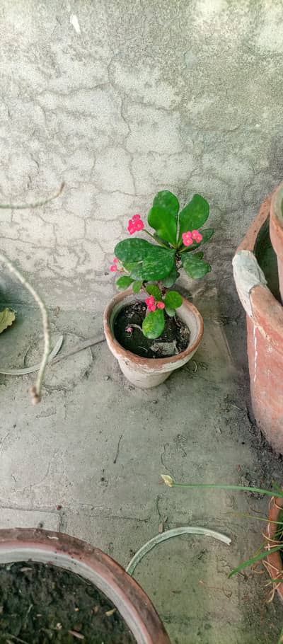 Euphorbia