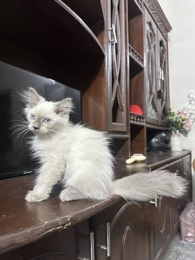 Rare Persian male kitten