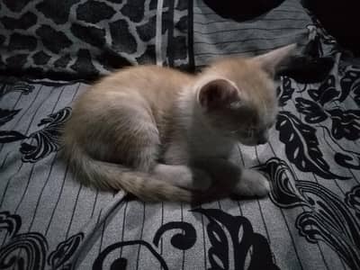 Persian Kitten Babies for Sale – Healthy & Active