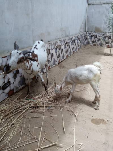 teady bakri with female Munda kid