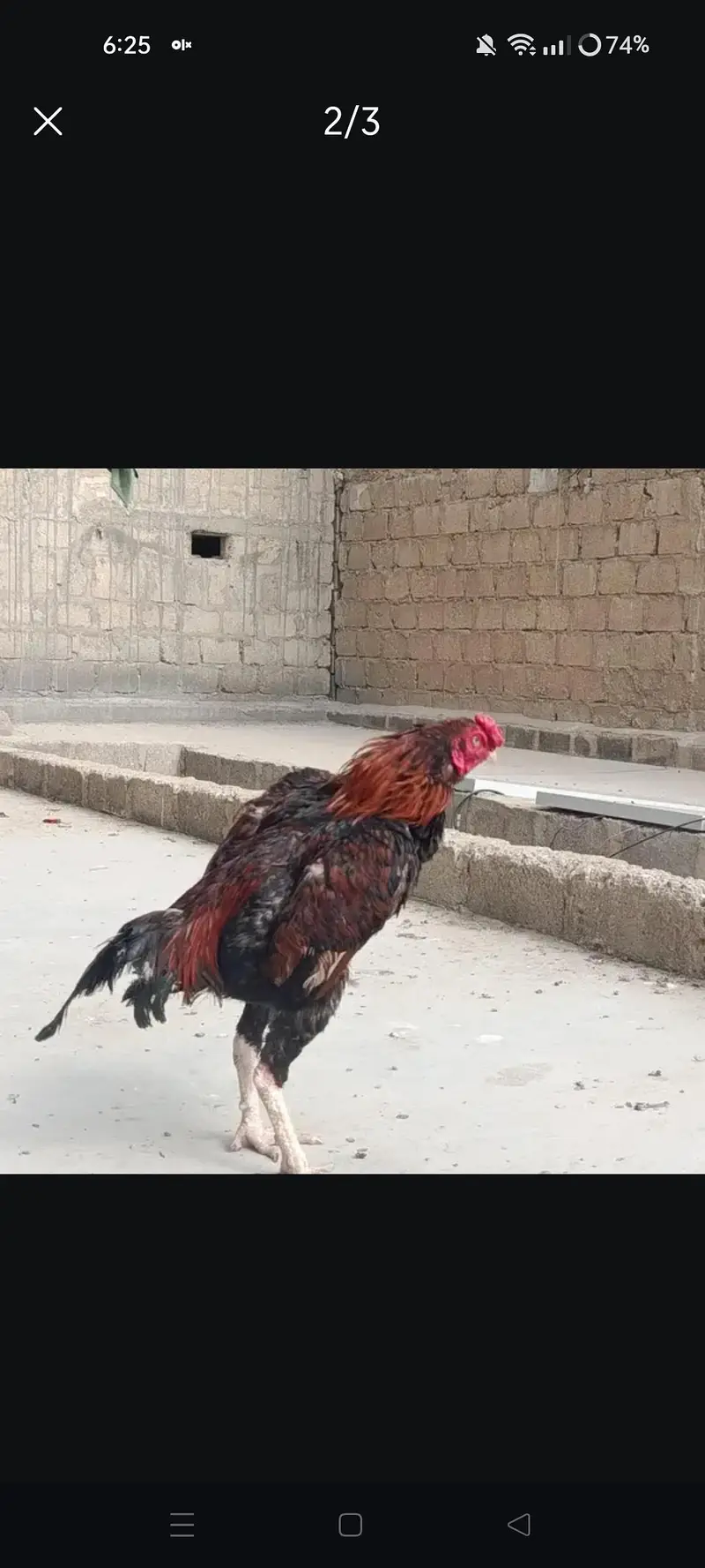 2 murgy 1 murgi — photo 2