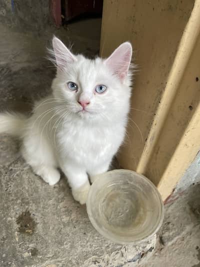 persion triple coated blue eyes cat