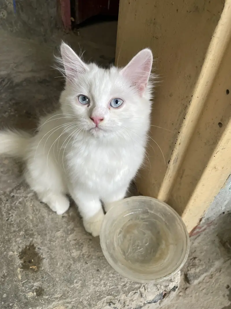 persion triple coated blue eyes cat