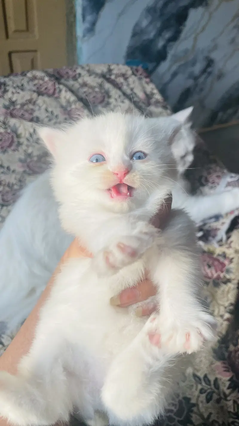 persion triple coated blue eyes cat — photo 2