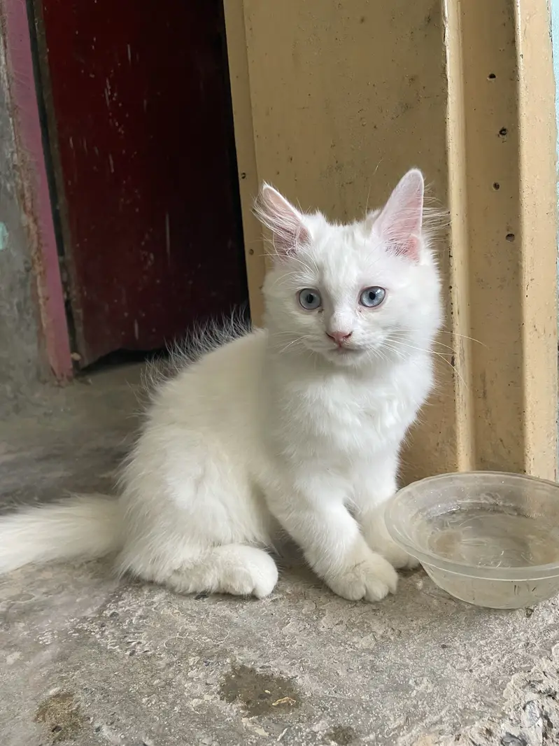 persion triple coated blue eyes cat — photo 3