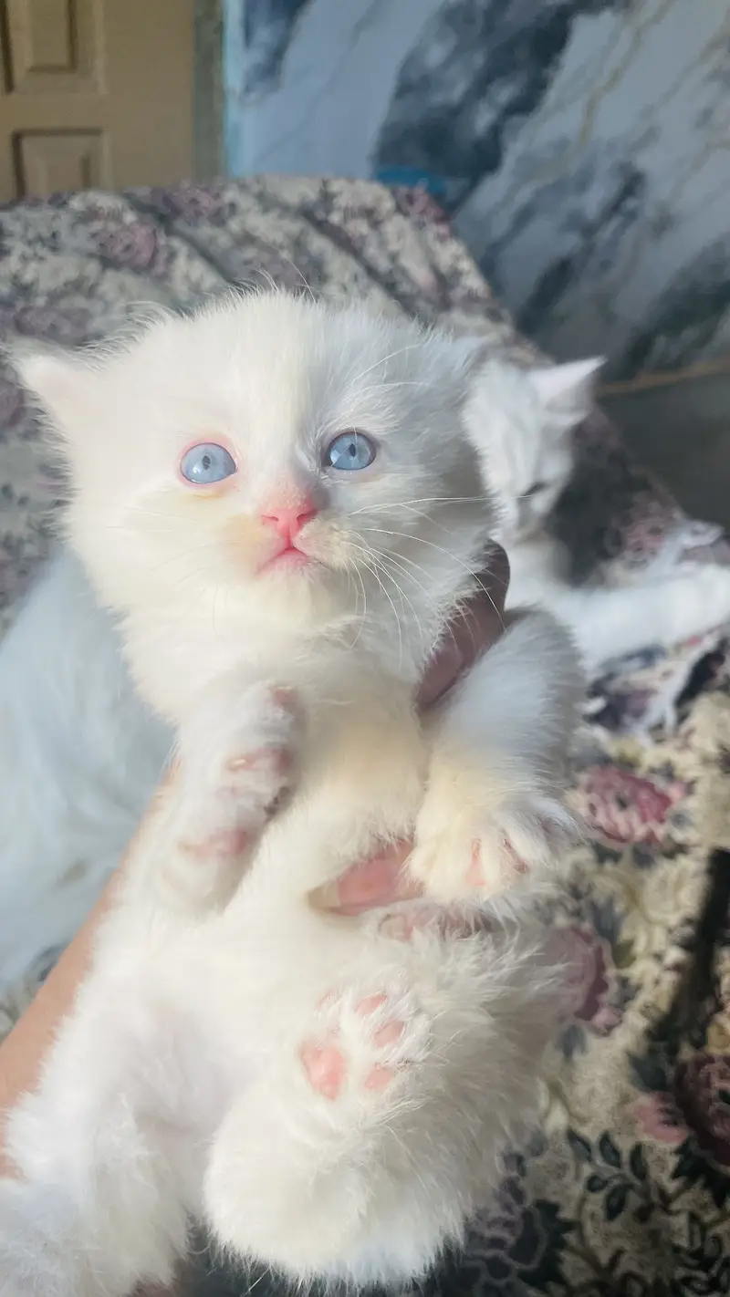 persion triple coated blue eyes cat — photo 4