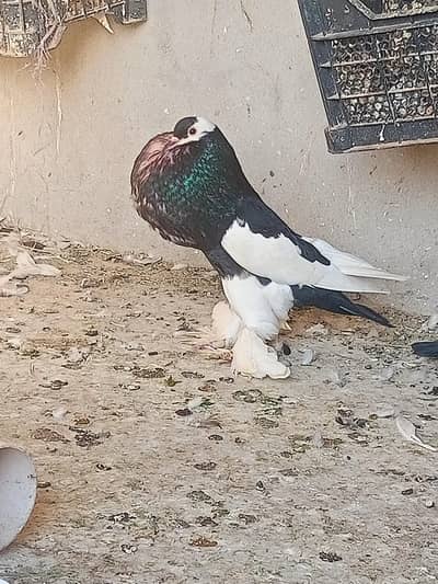Black Magpai Reverse breeder Male for Sale