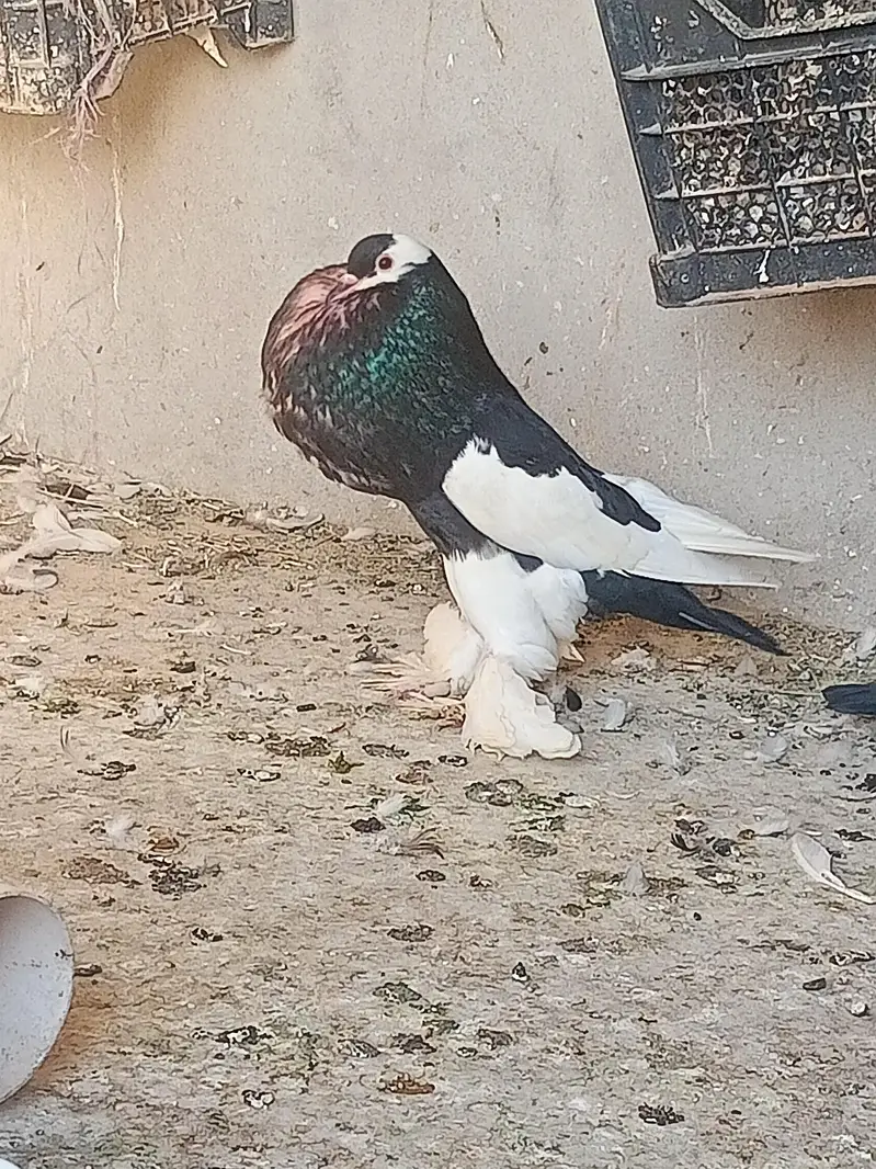Black Magpai Reverse breeder Male for Sale