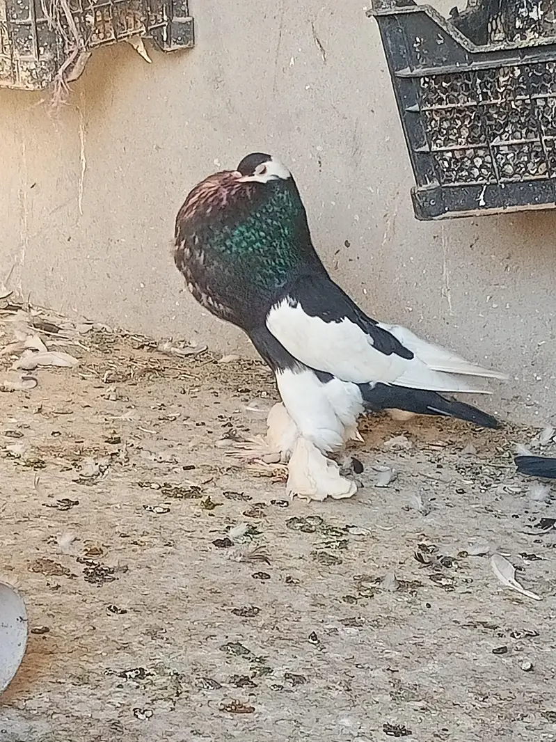 Black Magpai Reverse breeder Male for Sale — photo 3