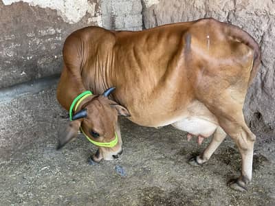 Gabban Cross Cow, Contact 03479258598